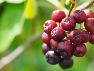 アロニアの赤い実