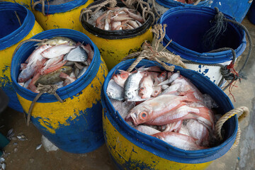 Many colorful fishing barrels are filled with fresh and colorful fish for transport to other local...