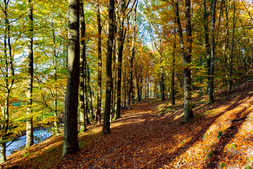 A path through a beech grove on a bright autumn day.