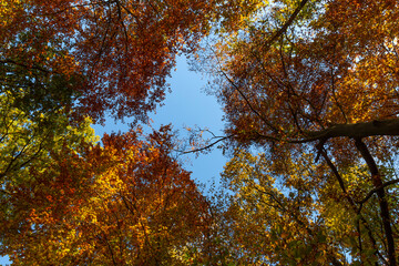 A photograph of tree canopies painted in autumn colors.