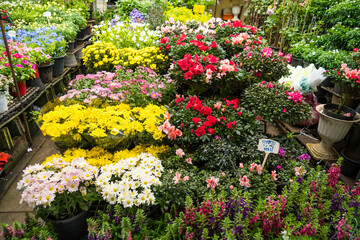 Nonthaburi, Thailand - July, 11, 2024 - Charming Plant Shop with a Variety of Beautiful Ornamental Plants for Home and Garden Decor at Nonthaburi, Thailand