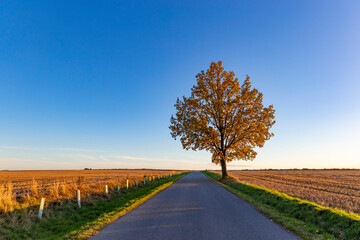 Fototapeta premium A country road among fields and a lone tree painted in autumn colors.