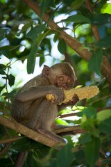 Young monkey eating corn in a tree