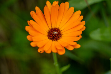 jolie fleur de soucis, de belle couleur orange, avec un insecte caché au milieu de la fleur