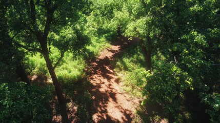 Obraz premium A serene forest path surrounded by lush greenery and sunlight filtering through the trees.