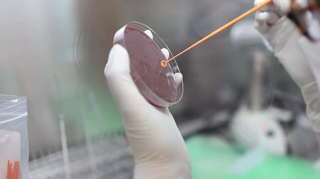 Scientist in laboratory inoculates petri dish with sample using inoculating loop, highlighting precision in microbiology research and importance of gloves in sterile environments.