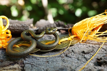 A bunch of Chinese coins and a snake figurine.