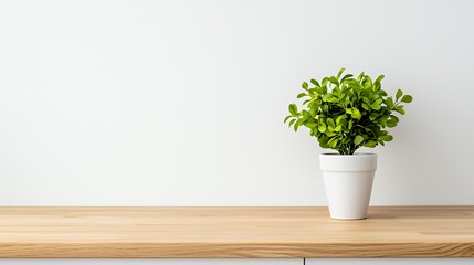 Fototapeta premium Small green plant in a white pot on a wooden table against a white wall.