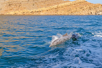 Fototapeta premium Dolphins surf the waves in the calm waters off the rocky coast of Musandam Peninsula, Khasab, Oman