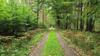 Dirt trail with colorful autumn foliage