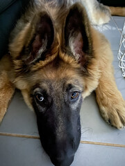 Close-up of German Shepherd face, lying on the ground and looking at the camera. The image captures the detail of the dog’s loyal, soulful expression and beautiful features...