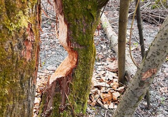 Close-up of tree trunk damaged by beaver
