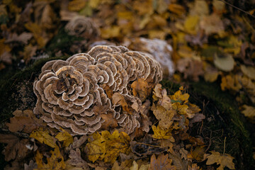 mushrooms on tree