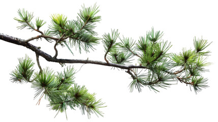 Naklejka premium pine tree branch png