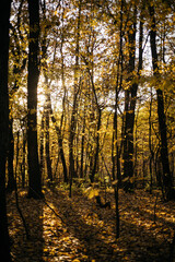 Fototapeta premium autumn forest in the morning