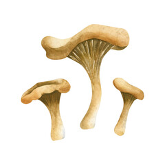 Chanterelles. Autumn forest edible mushrooms. Watercolor hand drawn isolated floral food illustration for fall design
