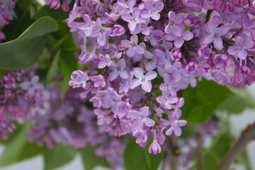 Close-up of lilac blossoms in full bloom