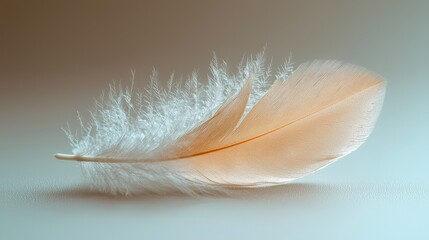 Obraz premium Elegant Feather Floating in Air