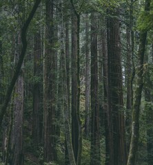 Majestic Forest Trees