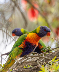 Rainbow lorikeets (Trichoglossus moluccanus) showing wing colors.