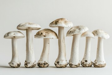 Group of white tall mushrooms on white background