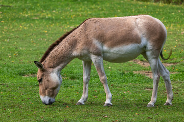 Transcaspian Wild Ass Equus Hemionus Kulan
