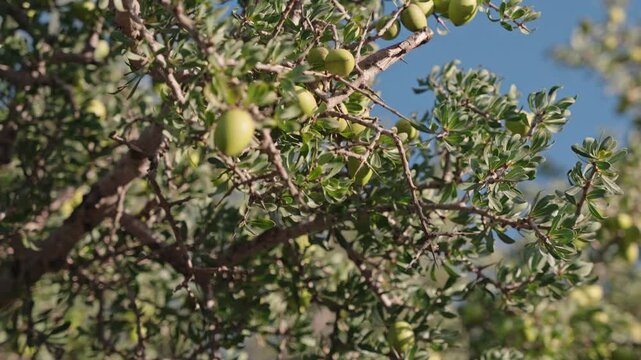 Close-Up of Argan Fruits Hanging on Tree in Morocco&rsquo;s Sous Valley