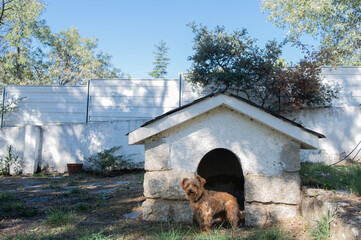 A small terrier dog poses standing at the door of his kennel. It is in the garden of a country house and it is a sunny day. Safety and comfort for pets