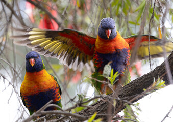 Rainbow lorikeets (Trichoglossus moluccanus) showing wing colors.