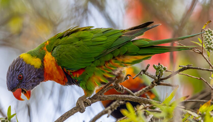 Rainbow lorikeets (Trichoglossus moluccanus) showing wing colors.