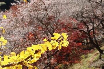 愛知県豊田市小原の四季桜。川見（せんみ）さくら山。秋に咲く桜、紅葉とのコラボ。