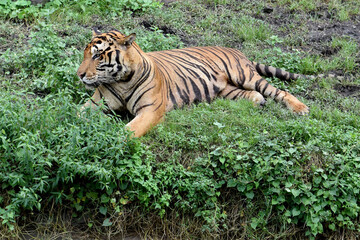 tiger resting on grassy hill boundary of jungle, single bengal tiger or proud sumatran tiger relaxing on ground, wild life in nature
