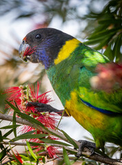Image of a 28 Parrot (barnardius zonarius semitorquatus), also known as an Australian Ringneck, feeding on a Callistemon flower. Western Australia.