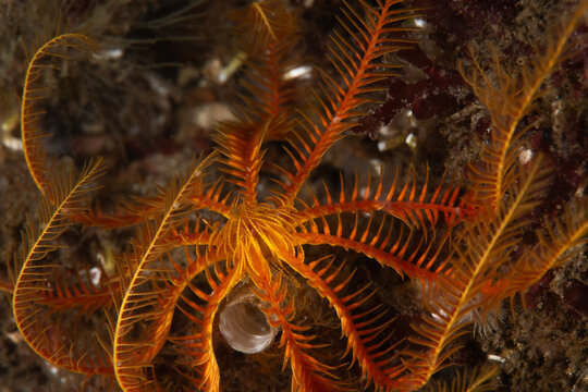 Antedon mediterranea is a species of stalkless crinoid in the family Antedonidae - Mediterranean feather star