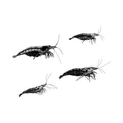 Amano Shrimp hand drawing vector isolated on black background.