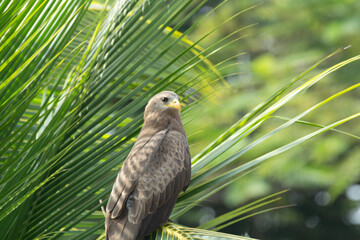 Close up bird of prey among palm tree fronds in a tropical resort