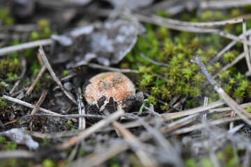 mushroom in green moss