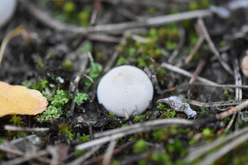 mushroom in the forest