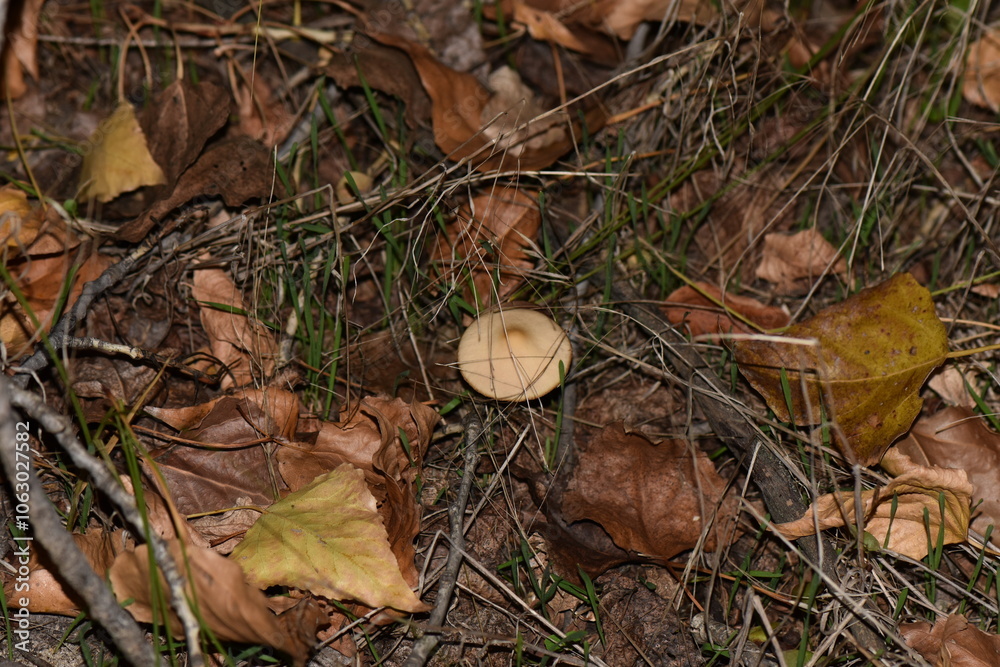 Poster mushrooms in the forest