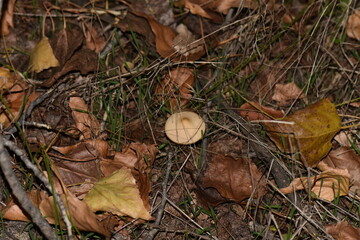mushrooms in the forest