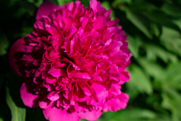 Red peony. Natural spring background