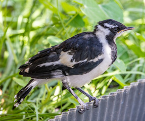 A juvenile male Magpie Lark (Grallina cyanoleuca cyanoleuca) 