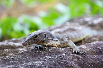Portrait of a striped monitor lizard or water monitor (Varanus salvator) on a stone