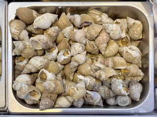 Fresh cleaned raw common whelks ready to cook. Bulot Snail or Buccinum undatum. Bulot snail in tray