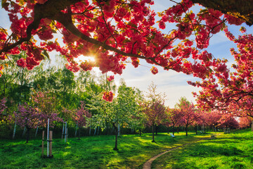 Naklejka premium Kirschblüte - Kirschbäume - Asahi - Teltow - Brandenburg - Germany - Blütenpracht - Cherry - Blossoms - Flower - Green - Japanese - Background - Sakura - Concept 