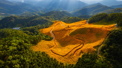 View Landscape nature of golden mountain  Mexican sunflower field name Tung Bua Tong in Maehongson Thailand Asia