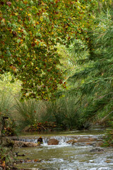 A stream of water flows through a forest with trees on either side