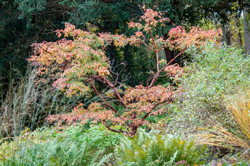 Rosa Blüten und grünes Laub im Sommer