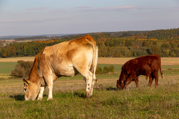 Cows is grazing in a pasture on an autumn day.