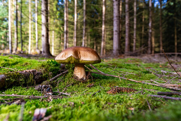 Fototapete bei efototapeten.de bestellen   